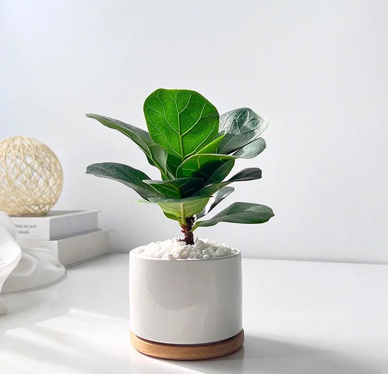 琴葉榕養護指南 打造家居綠意，輕松養護入門